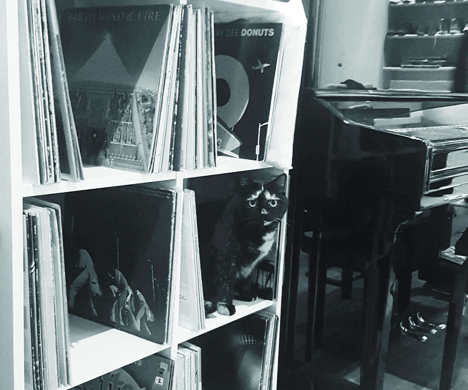 Record case with cat looking at you